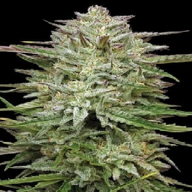 Auto Pound Town > Humboldt Seed Company